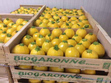 exporter des Aubergine Bio du sud-ouest